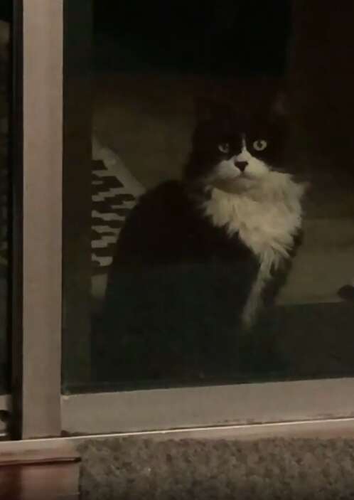 Cat shows up in woman's backyard asking to be let in