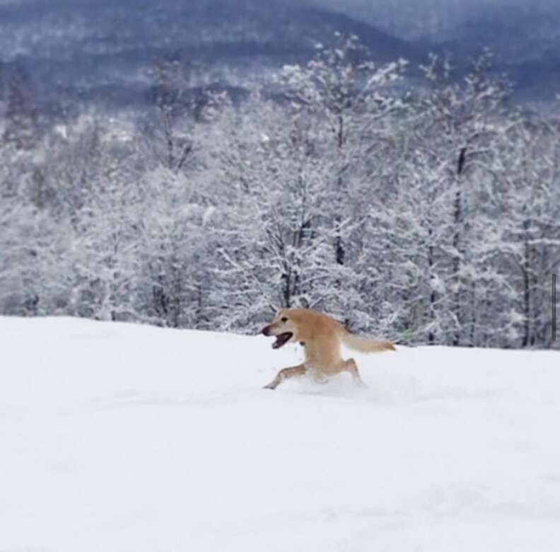 funny dogs in snow