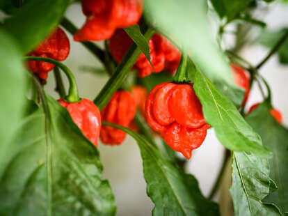 Carolina Reaper peppers