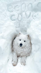 snow dog