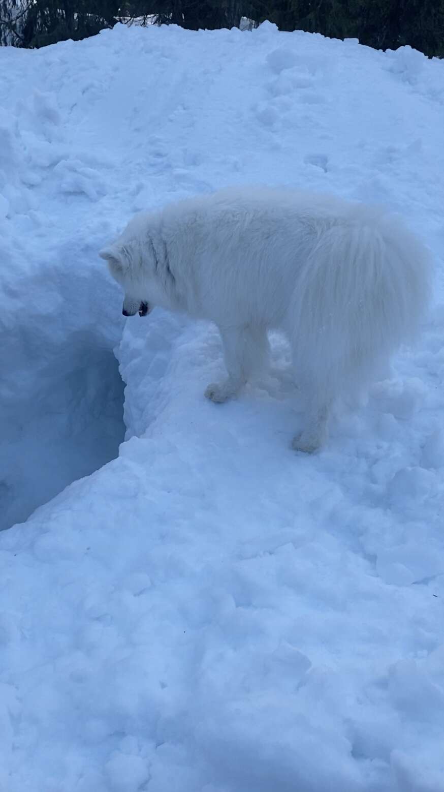 snow dog