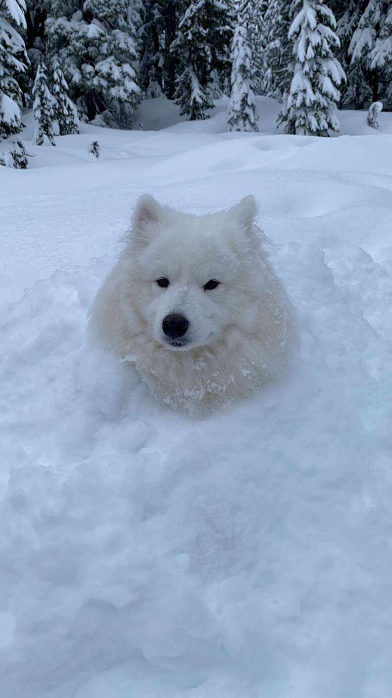 White dog in sales snow