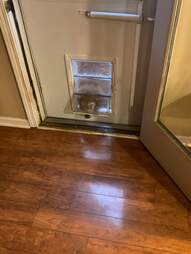 Dog Sits Outside Dog Door Pretending To Go To Bathroom - The Dodo