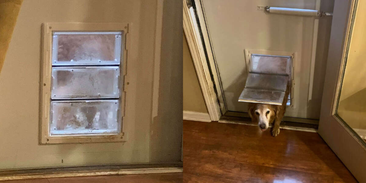 Dog Sits Outside Dog Door Pretending To Go To Bathroom - The Dodo