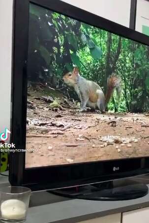 Dog watches squirrels on TV