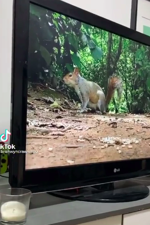 Dog Freaks Out When She Sees Squirrels 'Inside' Her TV - The Dodo