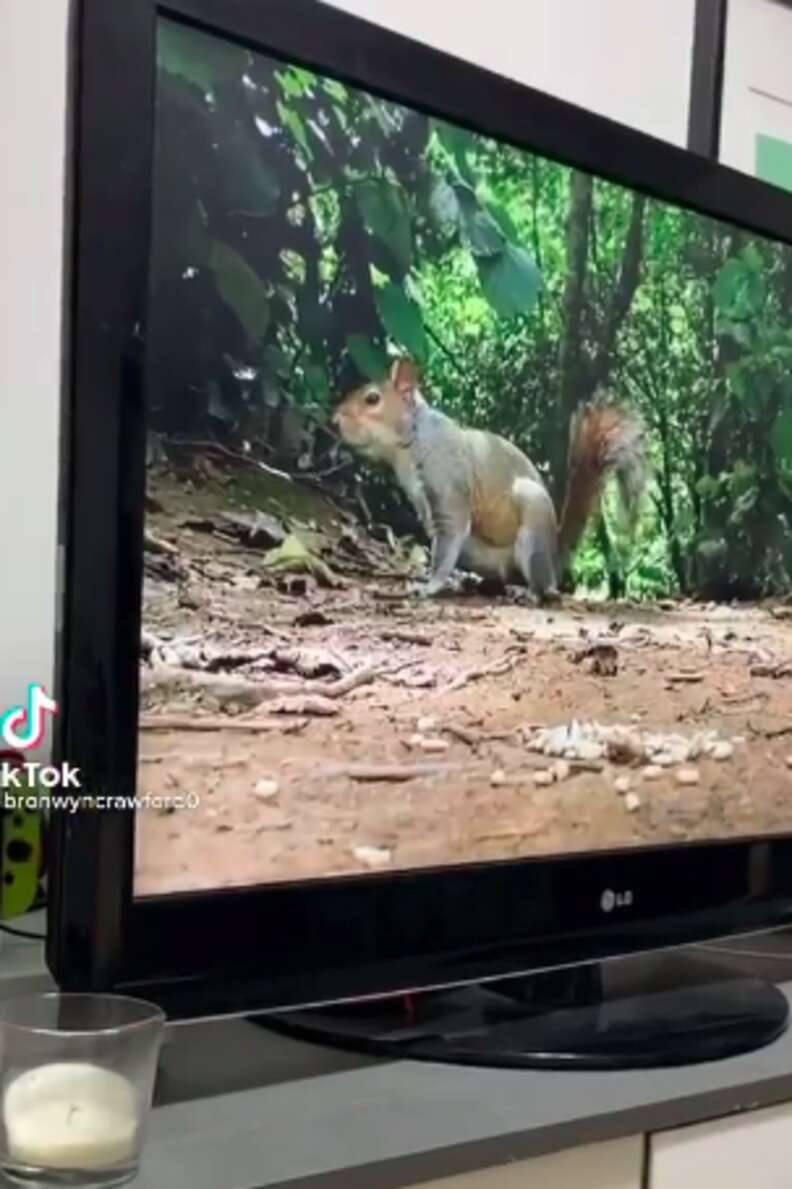 Dog Freaks Out When She Sees Squirrels 'Inside' Her TV - The Dodo