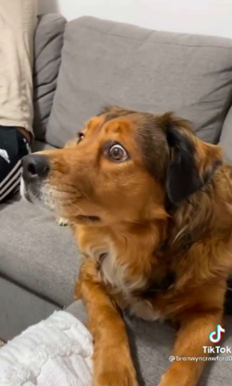 Dog Freaks Out When She Sees Squirrels 'Inside' Her TV - The Dodo