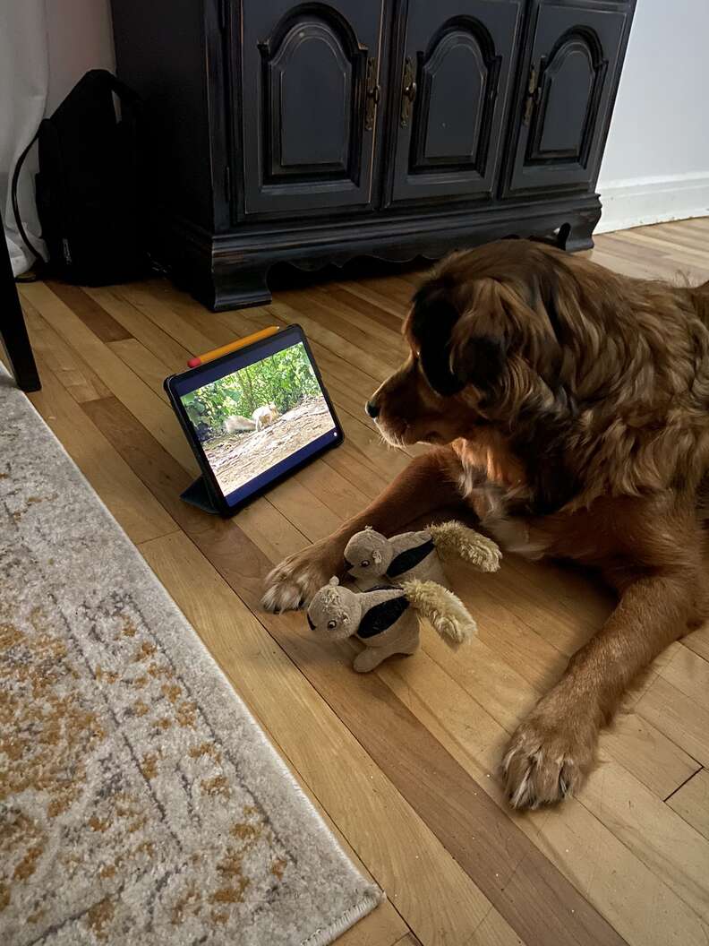 Dog watches squirrels on iPad