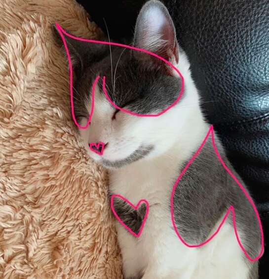 Cat has heart-shaped spots on fur