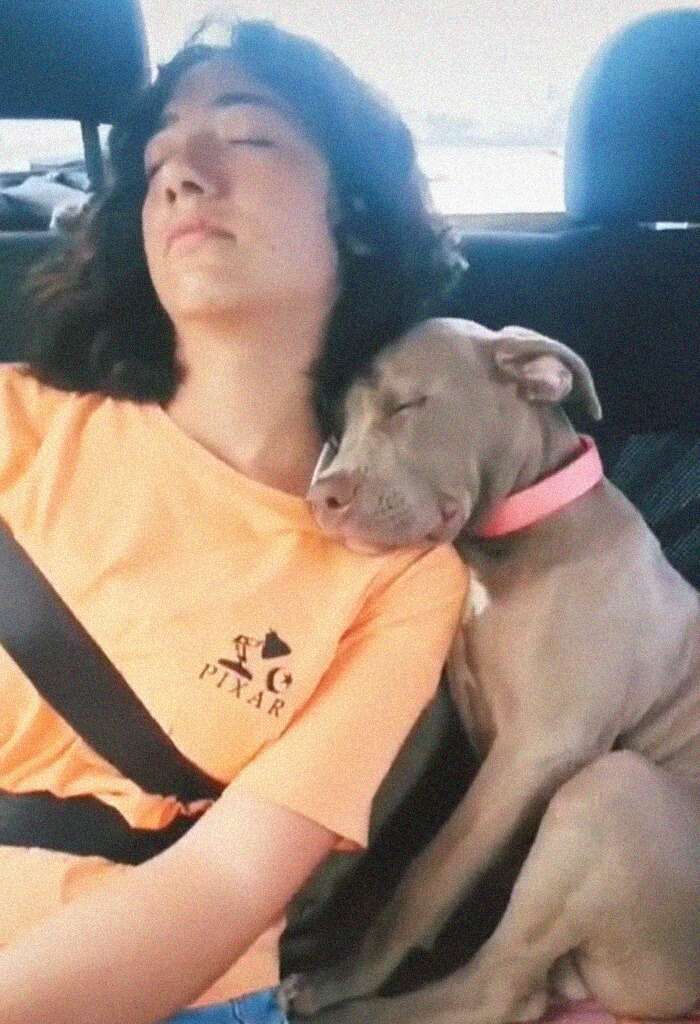 Dog falls asleep in backseat of car with his sister