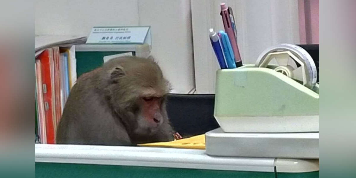 Monkey Spotted In Empty Office Hard At Work On Monkey Business - The Dodo