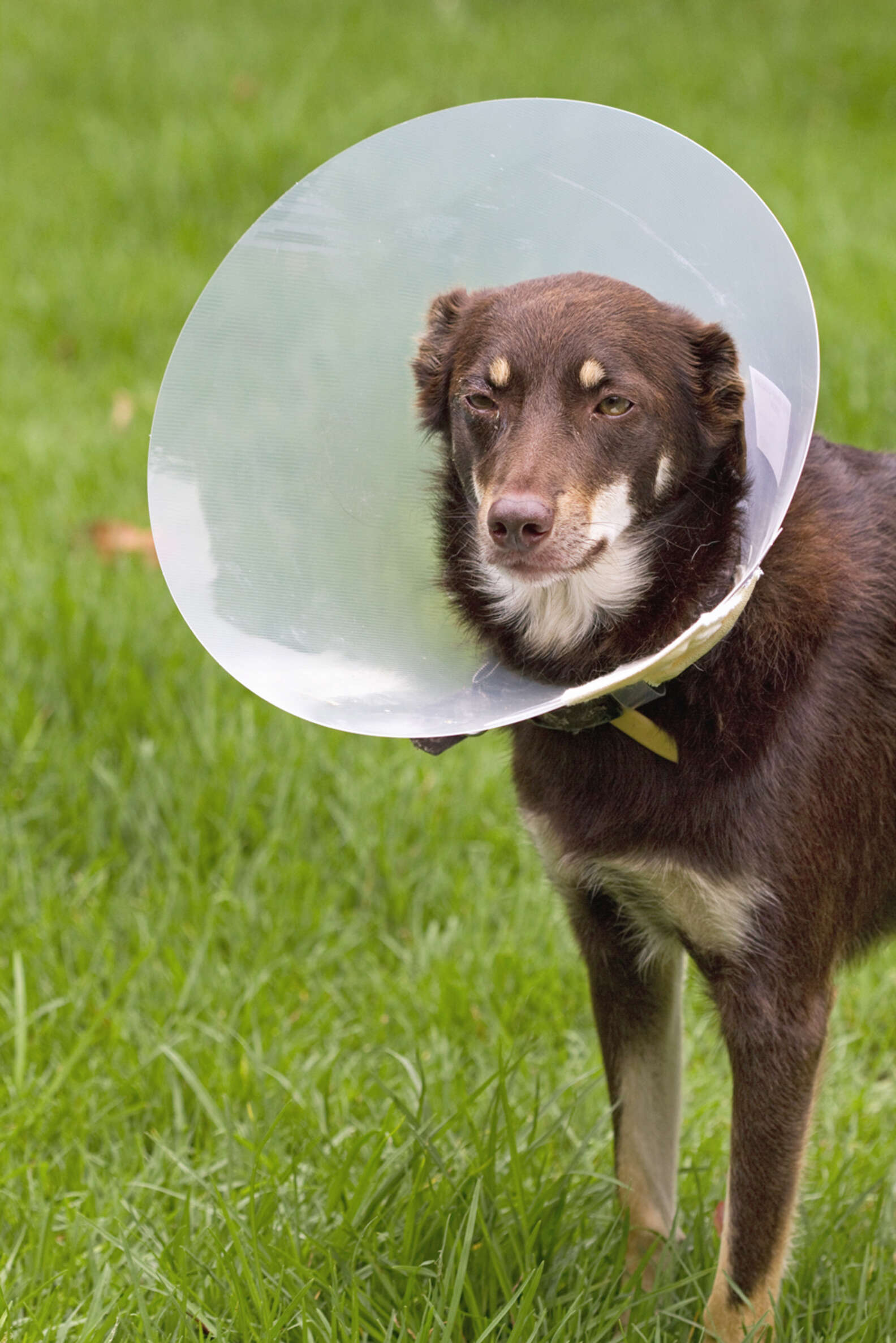 Dog Who Had To Wear Cone Of Shame Finally Gets His Sweet Revenge dog-who-had-to-wear-cone-of-shame-finally-gets-his-sweet-revenge
