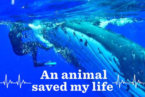 Listen to An Animal Saved My Life - The Dodo Listen to An Animal Saved My Life - The Dodo