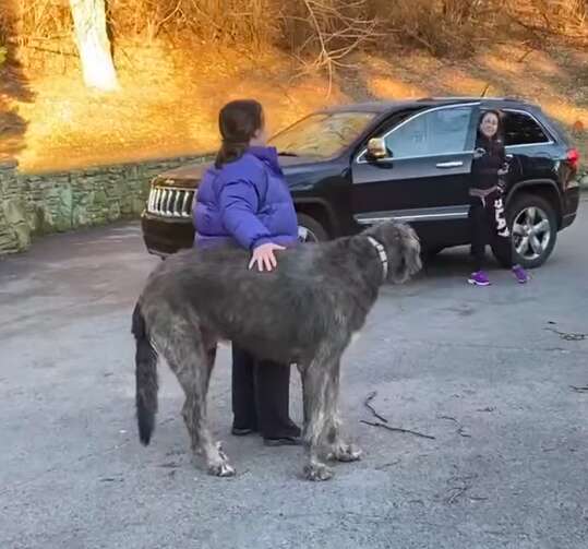 Woman reunites with dog after car crash