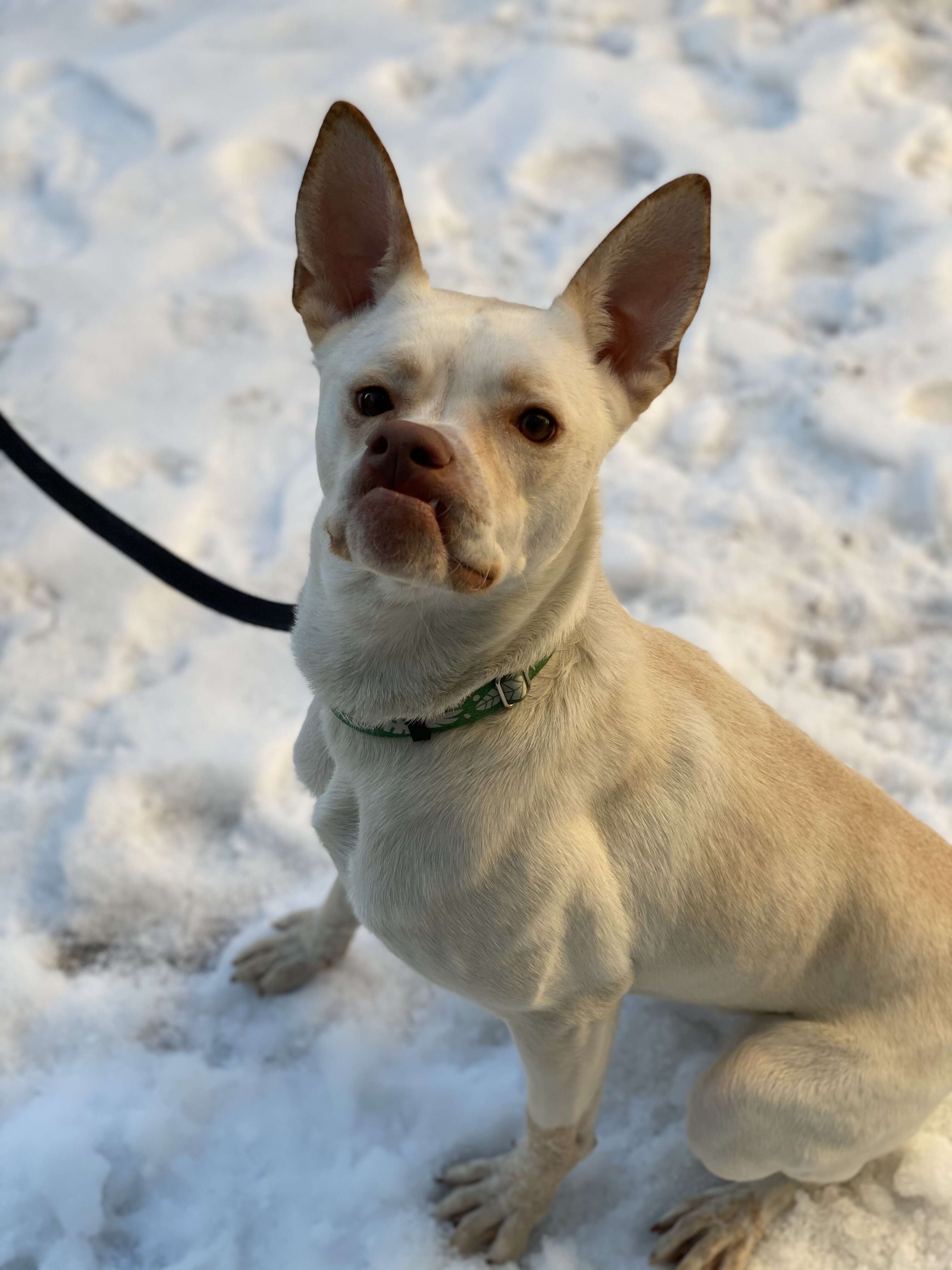 dog with a crooked face