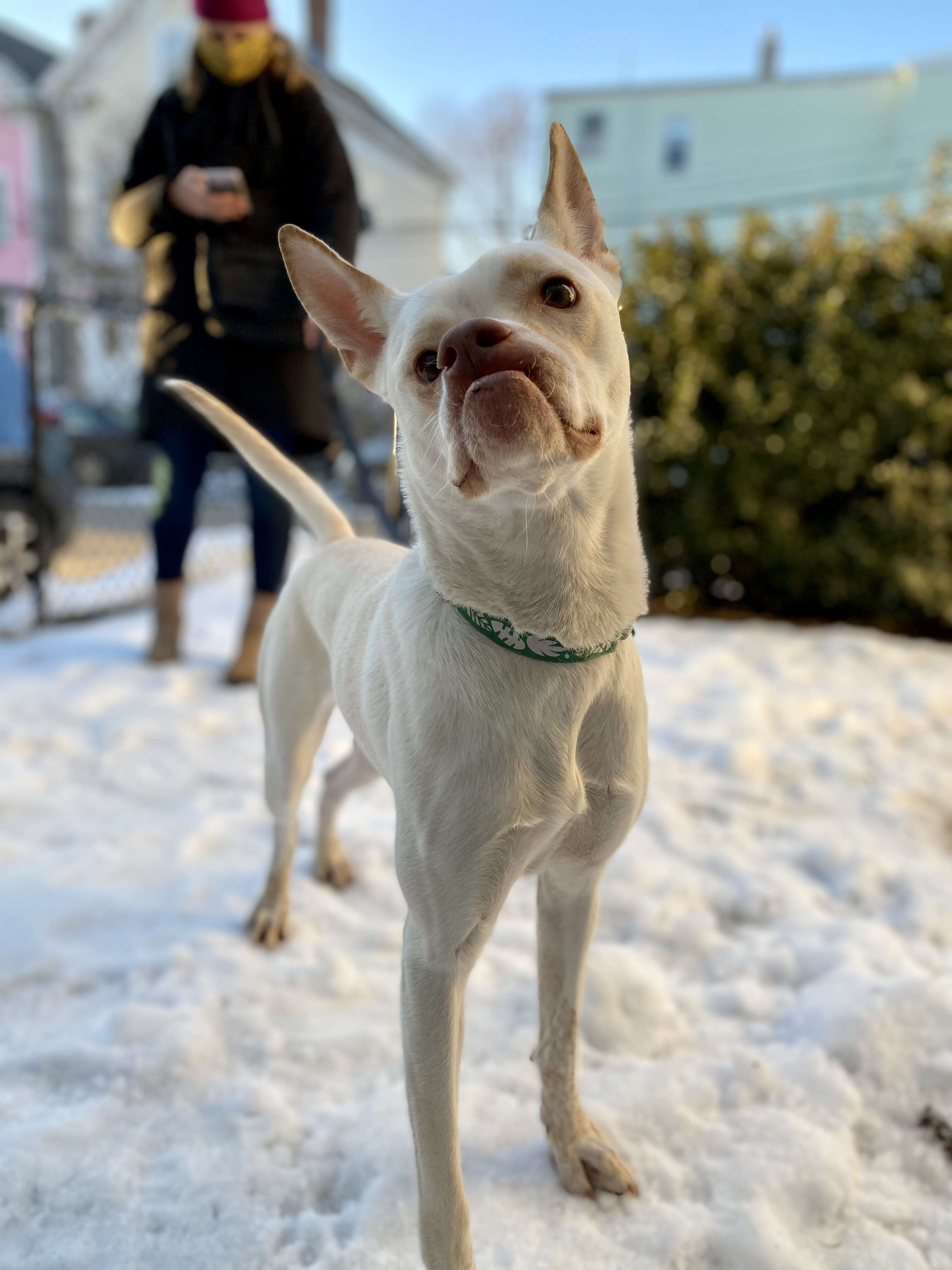 dog with a crooked face