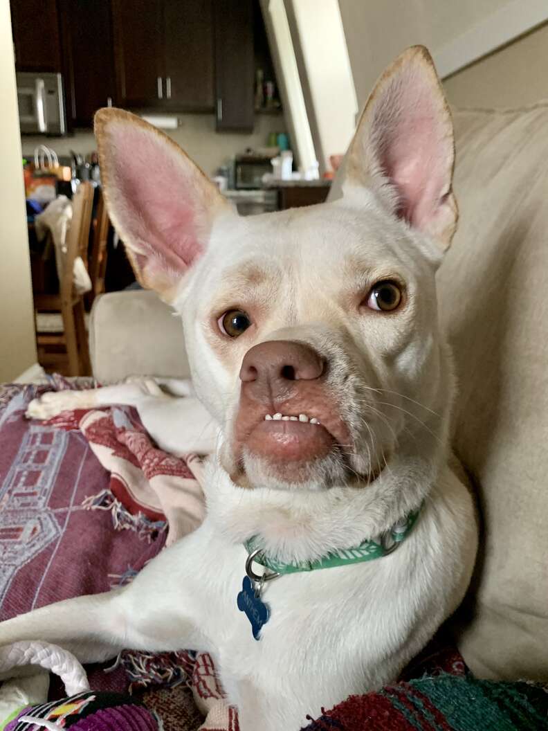 dog with a crooked face