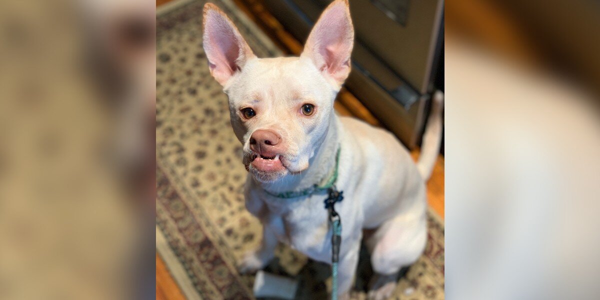 Dog Is Absolutely Not Impressed With Anyone At Doggy Day Care - The Dodo