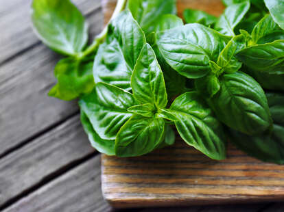 basil recall