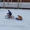 Boy Takes His Dog Out For The Most Adorable Sled Ride