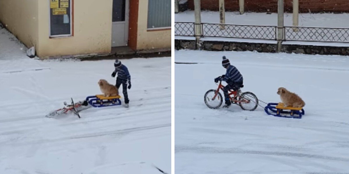 Boy Takes His Dog Out For The Most Adorable Sled Ride - The Dodo