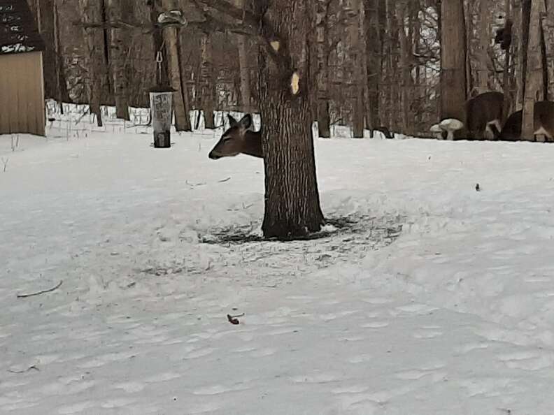 Deer disappears behind tree 