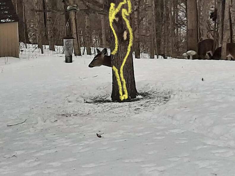 Deer stands on front legs