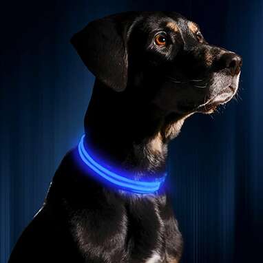 Nite glow cheap dog collar