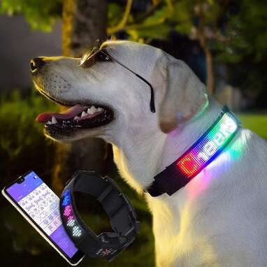 LED Collar With A Customizable Display