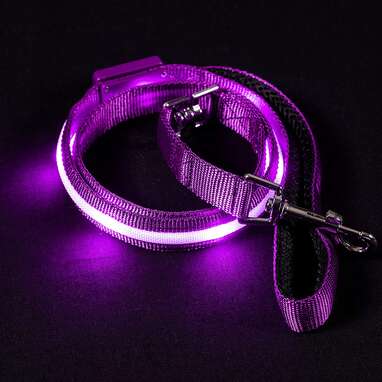 Purple light store up dog collar