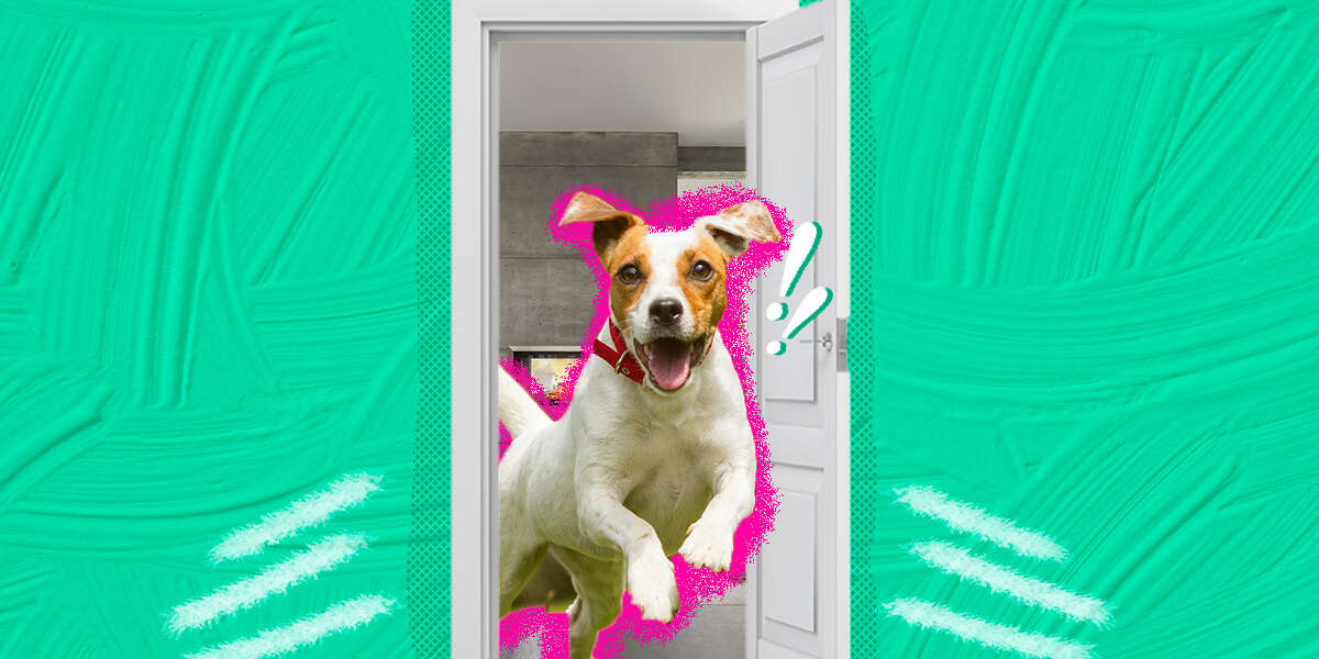 Help! My Dog Keeps Running Away DodoWell The Dodo