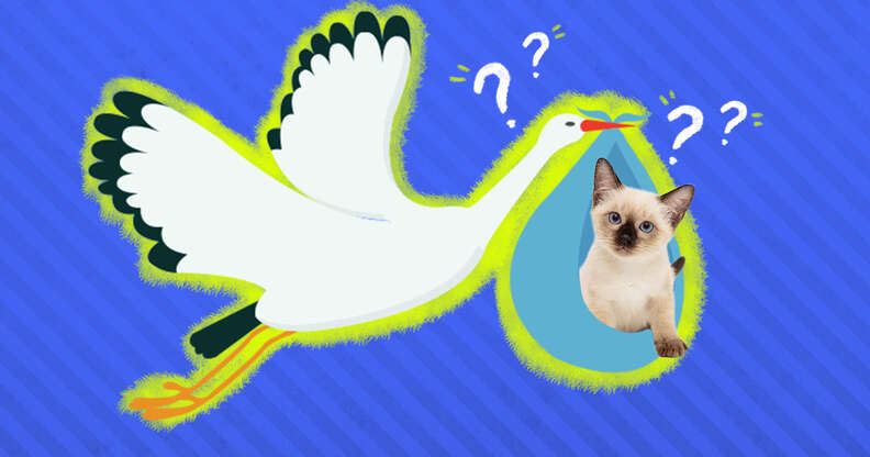 where to get a kitten