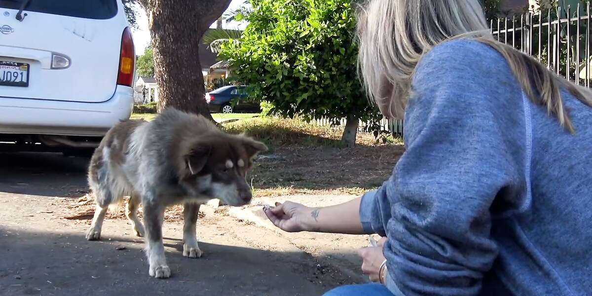 Scared Stray Dog Lets People Slide On A Leash And Rescue Her Videos