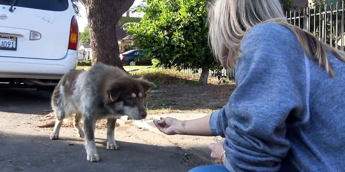 scared-stray-dog-lets-people-slide-on-a-leash-and-rescue-her-videos