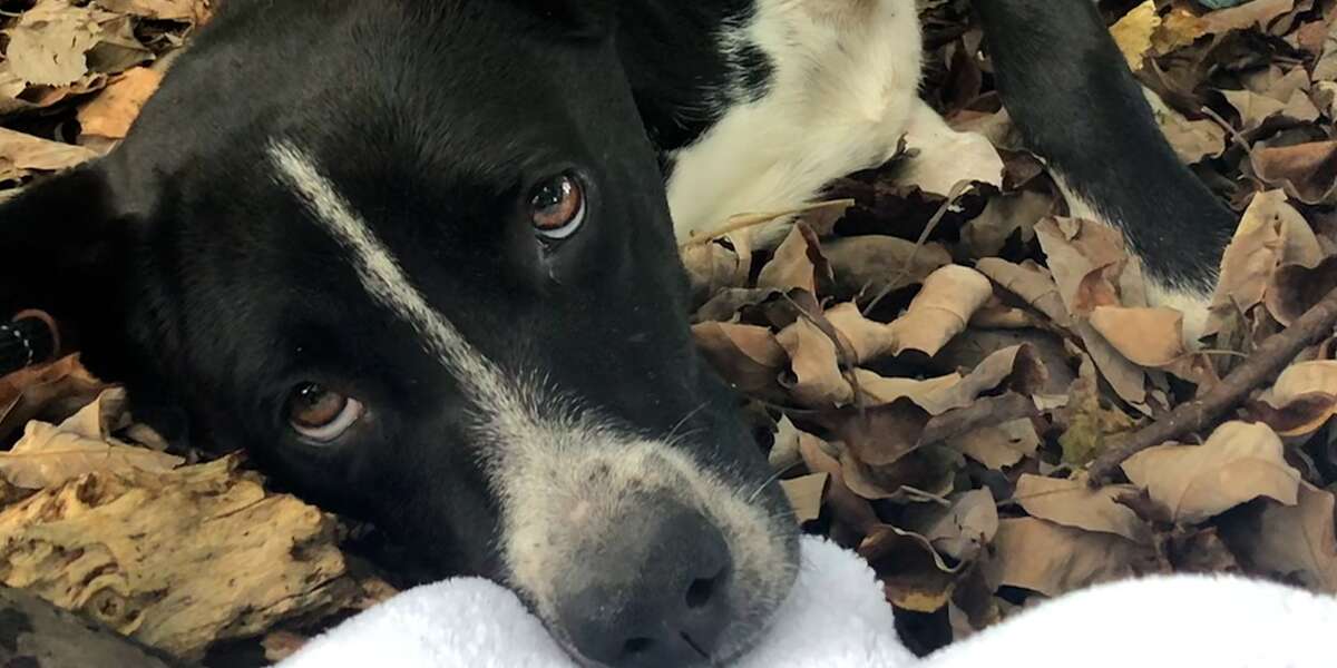 People Find Mama Dog And Her Puppies In The Woods - Videos - The Dodo