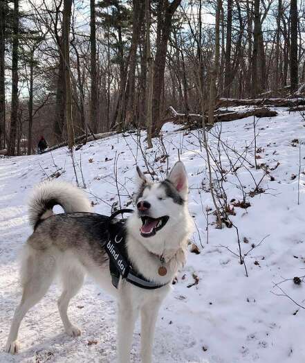 Blind Dog Gets So Excited The Second She Senses Snow - The Dodo