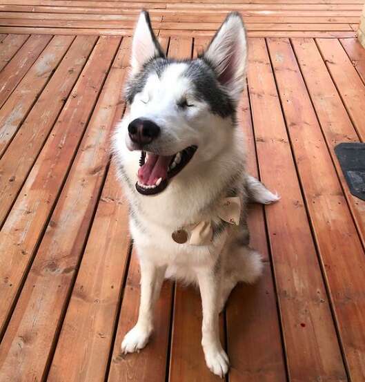 Blind husky deals