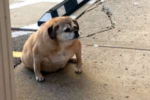 Obese Rescue Dog Loses Half Her Weight
