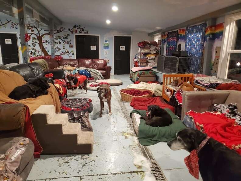 dog sanctuary