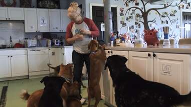 dog sanctuary