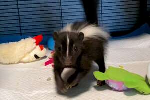 Baby Skunk Does The Cutest Stomps