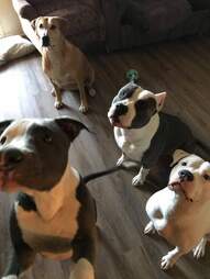 cute dogs