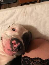 cute dog