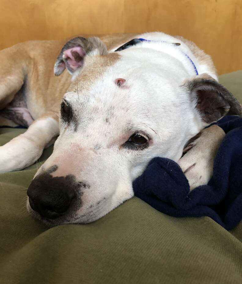 16-year-old dog gets adopted