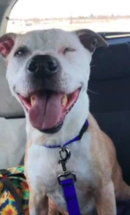 Senior dog on freedom ride