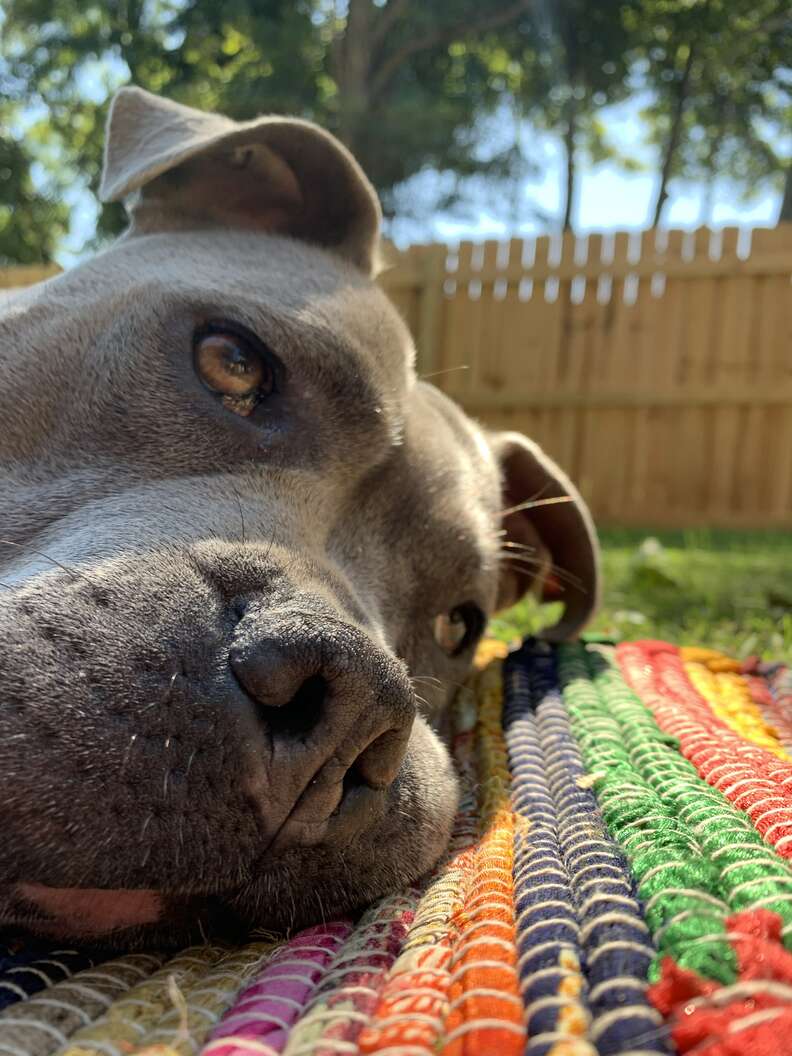 dog hangs out in yard