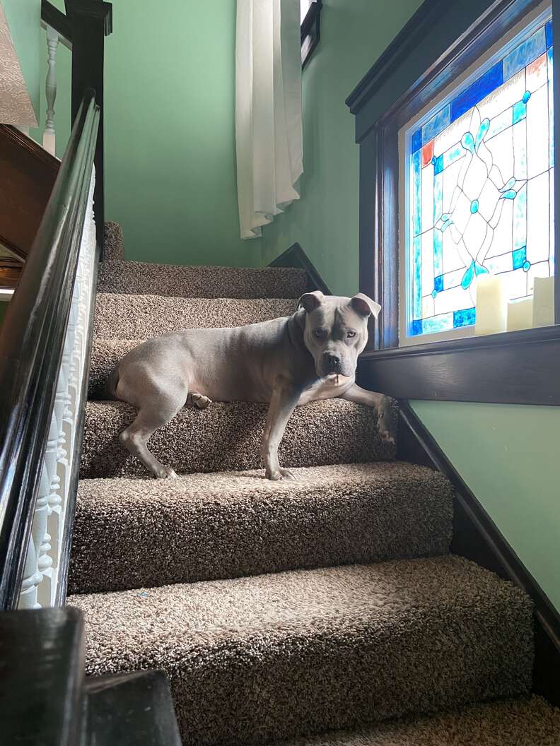 dog on stairs