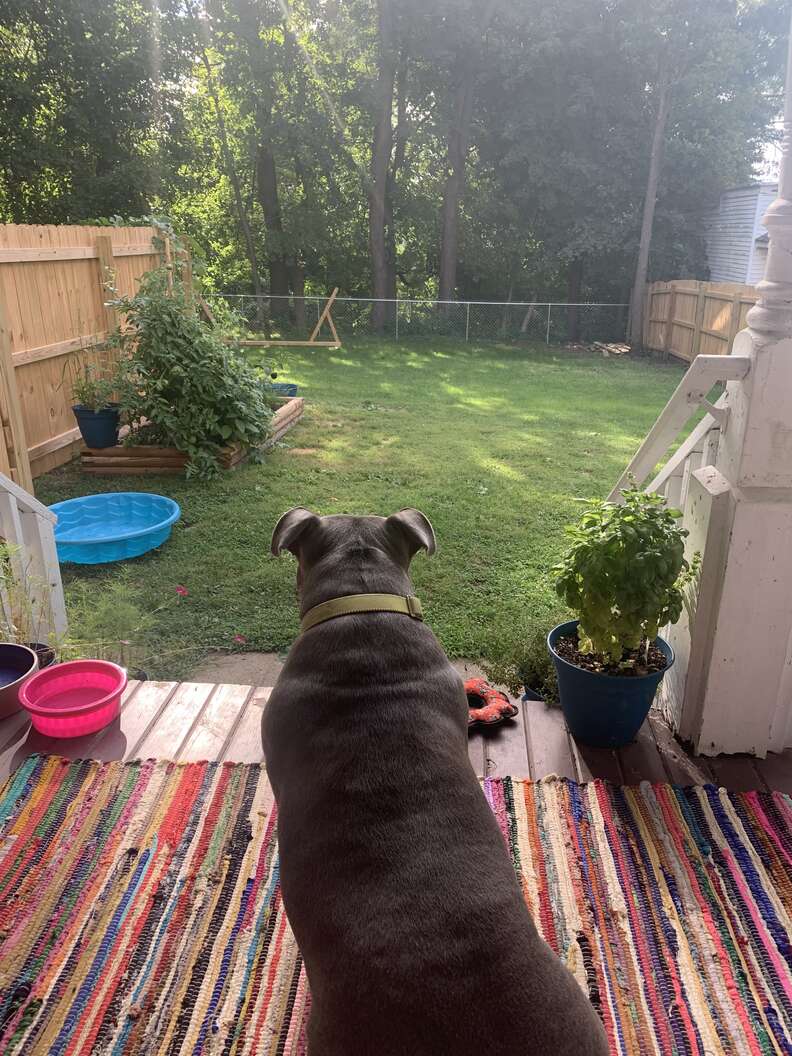 dog looks out at yard