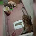Dog And Leopard Get Stuck In Bathroom Together And Decide To Make A Truce